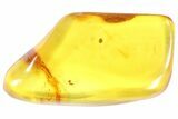 Detailed Fossil Ant (Formicidae) In Baltic Amber #93979-1
